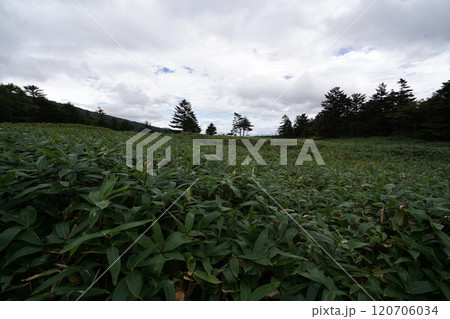 ぐんま県境稜線トレイル 浦倉山と土鍋山との鞍部に広がる大笹原 東方面を見る 2024年9月15日 ぐんま県境稜線トレイル 浦倉山と土鍋山との鞍部に広がる大笹原 東方面を見る 2024年9月15日 120706034
