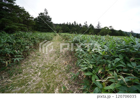 ぐんま県境稜線トレイル 浦倉山と土鍋山との鞍部に広がる大笹原 北方面を見る 2024年9月15日 ぐんま県境稜線トレイル 浦倉山と土鍋山との鞍部に広がる大笹原 北方面を見る 2024年9月15日 120706035