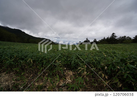 ぐんま県境稜線トレイル　浦倉山と土鍋山との鞍部に広がる大笹原　西方面を見る　2024年9月15日 120706038