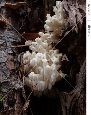 サンゴハリタケ / Fontainebleau, Frnce サンゴハリタケ / Fontainebleau, Frnce 120706226