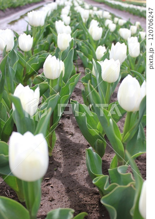 ～チューリップ～　　◦◦◦◦ White tulips ◦◦◦◦ 120706247
