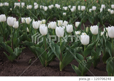 ~チューリップ~ ◦◦◦◦ White tulips ◦◦◦◦ ~チューリップ~ ◦◦◦◦ White tulips ◦◦◦◦ 120706248