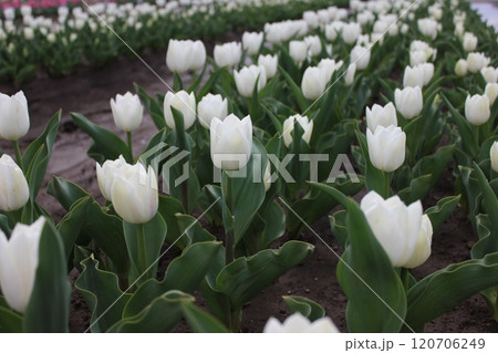 ～チューリップ～　　◦◦◦◦ White tulips ◦◦◦◦ 120706249