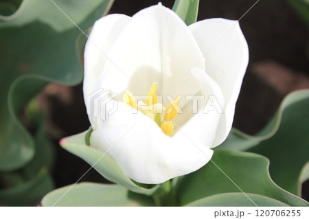 ～チューリップ～　　◦◦◦◦ White tulips ◦◦◦◦ 120706255