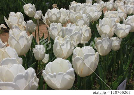 ~チューリップ~ ◦◦◦◦ White tulips ◦◦◦◦ ~チューリップ~ ◦◦◦◦ White tulips ◦◦◦◦ 120706262