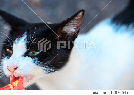 おやつを食べる猫 おやつを食べる猫 120706450