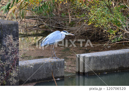 獲物を狙うアオサギ(東京都水元公園) 獲物を狙うアオサギ(東京都水元公園) 120706520