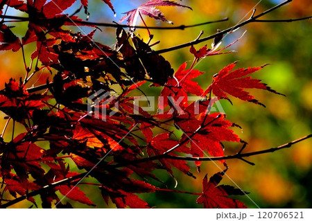 秋の陽に輝く紅葉 秋の陽に輝く紅葉 120706521