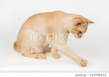 Adorable cream Burmese kitten standing on studio background. Adorable cream Burmese kitten standing on studio background. 120706814