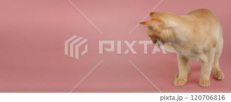 Adorable cream Burmese kitten standing on studio background. 120706816
