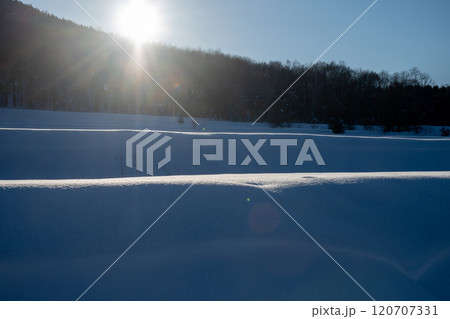 太陽の光を反射する雪の畑 太陽の光を反射する雪の畑 120707331