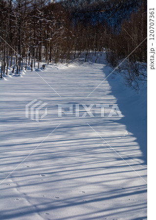 雪の上の樹木の影 雪の上の樹木の影 120707361