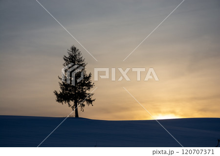 冬の夕暮れの丘の上のマツの木 冬の夕暮れの丘の上のマツの木 120707371