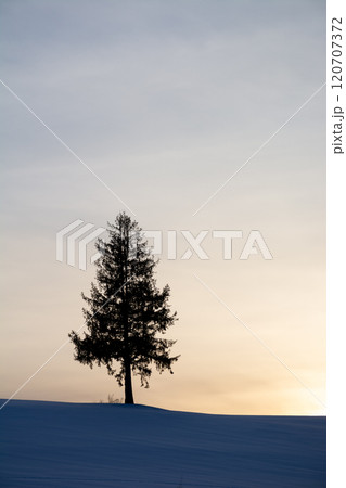 冬の夕暮れの丘の上のマツの木 冬の夕暮れの丘の上のマツの木 120707372