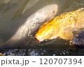 金色の鯉と呼吸の泡 120707394