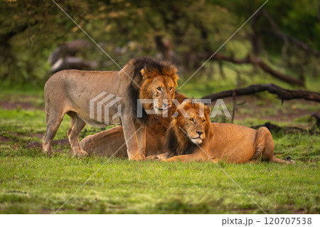 Male lion stands by two others lying Male lion stands by two others lying 120707538