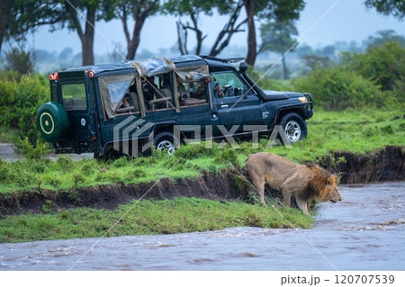 Male lion stands on riverbank near truck Male lion stands on riverbank near truck 120707539