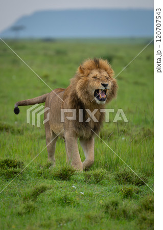 Male lion stands snarling on short grass 120707543
