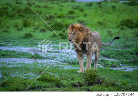 Male lion stands staring on flooded grassland 120707544