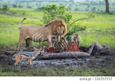 Male lion stands by carcase near jackal Male lion stands by carcase near jackal 120707557