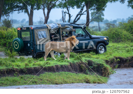 Male lion stands by truck on riverbank 120707562