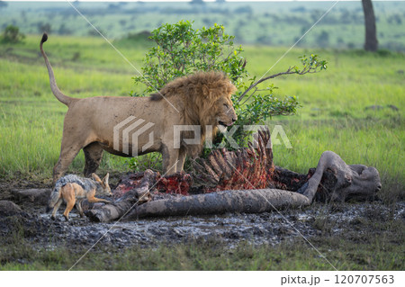 Male lion stands licking lips by carcase Male lion stands licking lips by carcase 120707563