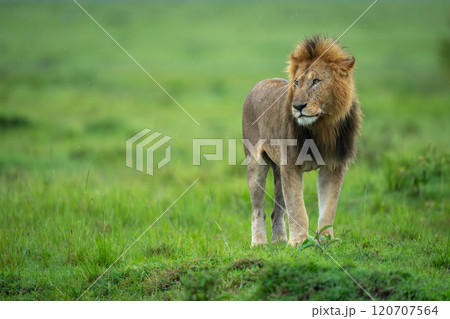 Male lion stands on mound turning head Male lion stands on mound turning head 120707564