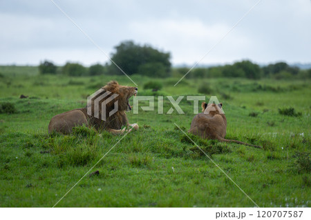 Male lion lies yawning beside prone lioness 120707587