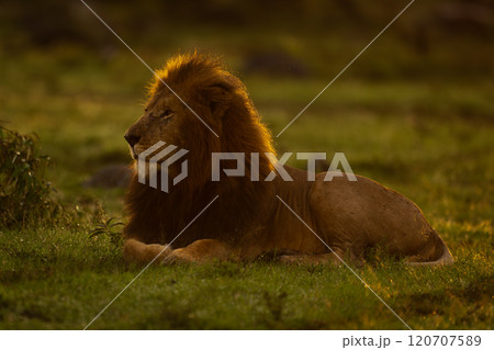 Male lion lying backlit on wet grass 120707589