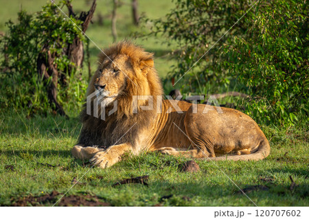 Male lion lies near bushes staring ahead Male lion lies near bushes staring ahead 120707602