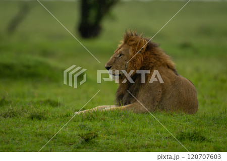 Male lion lies near jeep on savannah 120707603