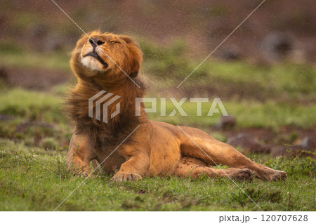 Male lion lies tossing head in grassland Male lion lies tossing head in grassland 120707628