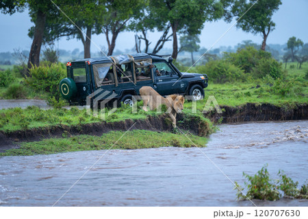Male lion rests on riverbank near jeep Male lion rests on riverbank near jeep 120707630