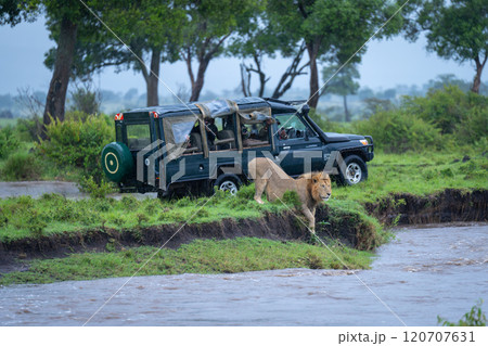 Male lion rests on riverbank near truck 120707631