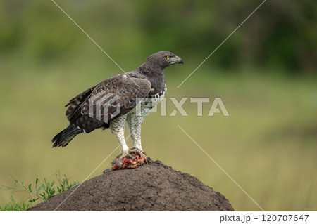 Martial eagle holds kill on termite mound 120707647