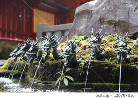 九頭龍神社の龍 九頭龍神社の龍 120707816
