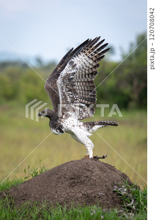 Martial eagle on termite mound takes off 120708042