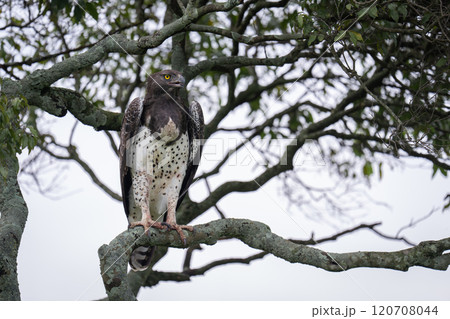 Martial eagle opens beak on lichen-covered branch Martial eagle opens beak on lichen-covered branch 120708044
