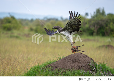 Martial eagle takes off holding guineafowl carcase 120708045
