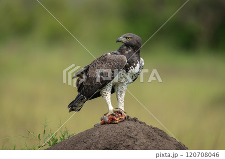 Martial eagle turns head on termite mound Martial eagle turns head on termite mound 120708046