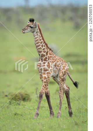 Masai giraffe calf walks across grassy plain 120708053