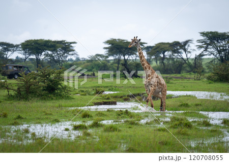 Masai giraffe crosses flooded plain amongst trees Masai giraffe crosses flooded plain amongst trees 120708055