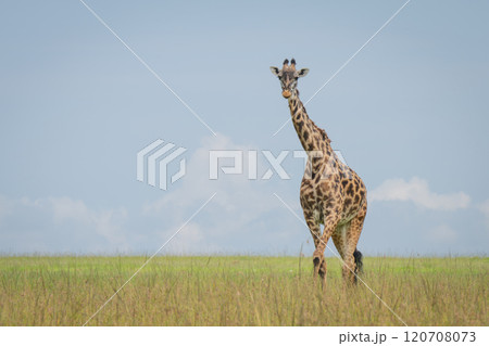 Masai giraffe stood watching camera in savannah 120708073
