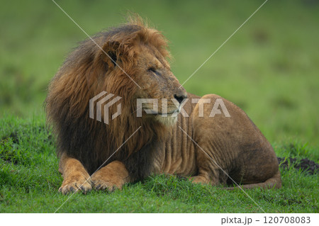 One-eyed lion lies looking round on grass One-eyed lion lies looking round on grass 120708083