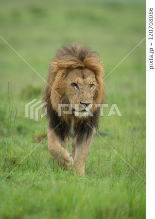 One-eyed male lion crosses grass towards camera One-eyed male lion crosses grass towards camera 120708086