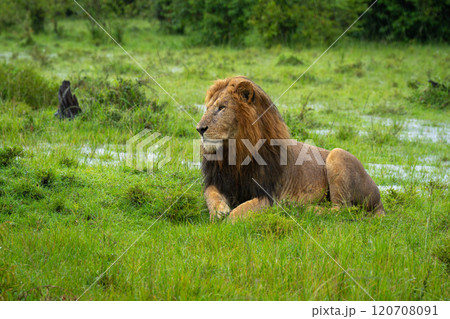 One-eyed male lion lies on flooded grassland 120708091