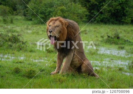 One-eyed male lion sits yawning on savannah One-eyed male lion sits yawning on savannah 120708096