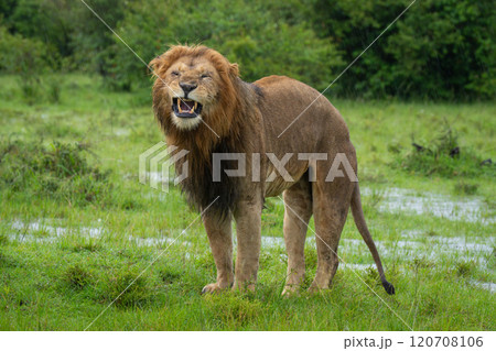 One-eyed male lion stands yawning on grass 120708106