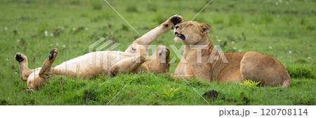 Panorama of lionesses lying playing on grass 120708114