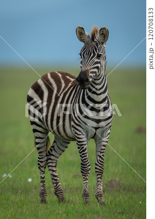 Plains zebra stands on grass turning head 120708133